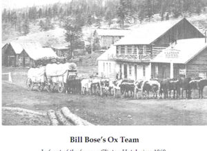 Bill Bose's ox team.jpg