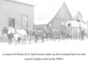 mule team 1890.jpg