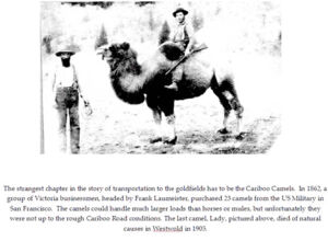 cariboo camels (Lady).jpg