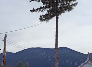 Tree cutting at museum 2.jpg