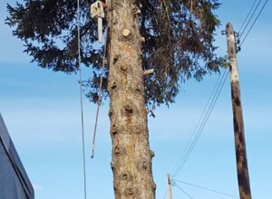 Tree cutting at museum.jpg