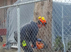 Tree cutting at museum 3.jpg