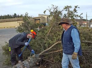 tree clean up.jpg